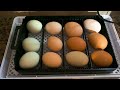 How to Incubate Chicken Eggs