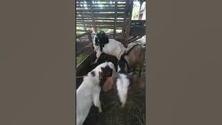 The male randu goat sneaks into the #goat pen