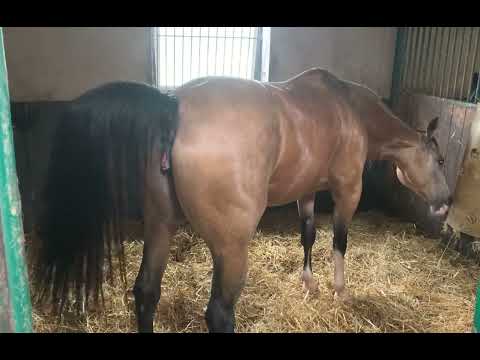 Mare pees🐴 Horse urinating 🐴 Mare is in heat 💕  beautiful Buckskin Horse 💕