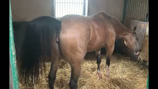 Mare pees🐴 Horse urinating 🐴 Mare is in heat 💕  beautiful Buckskin Horse 💕