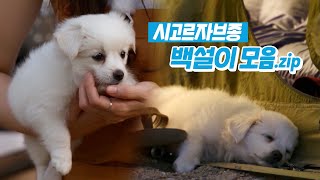 맨날 외박하는 새끼 강아지?! 세상에서 제일 귀여운 시고르자브종 백설이 모음.zip | KBS 오늘부터 무해하게 방송