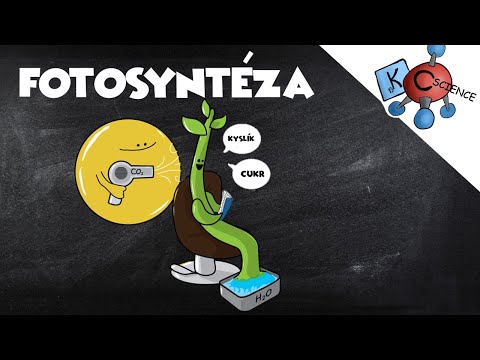 Video: Rozdíl Mezi Fotosyntézou A Fotorespirací