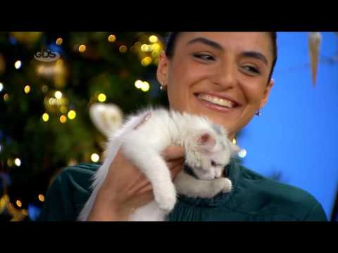 ცხოველების გრუმინგი