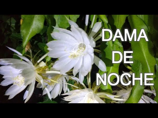 DAMA DE NOCHE - YouTube