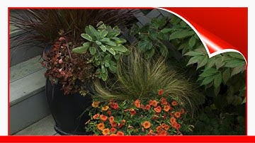 16 Fall Container Garden Ideas 🛋️