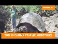 ТОП 10 ДОЛГОЖИВУЩИХ ЖИВОТНЫХ