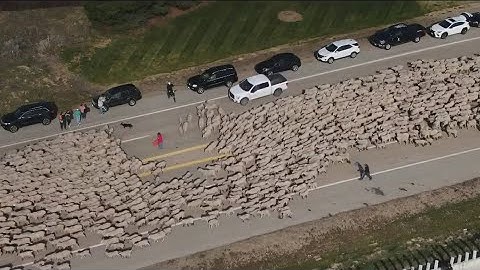 Traditional "trailing of the sheep" festival to begin Oct. 8