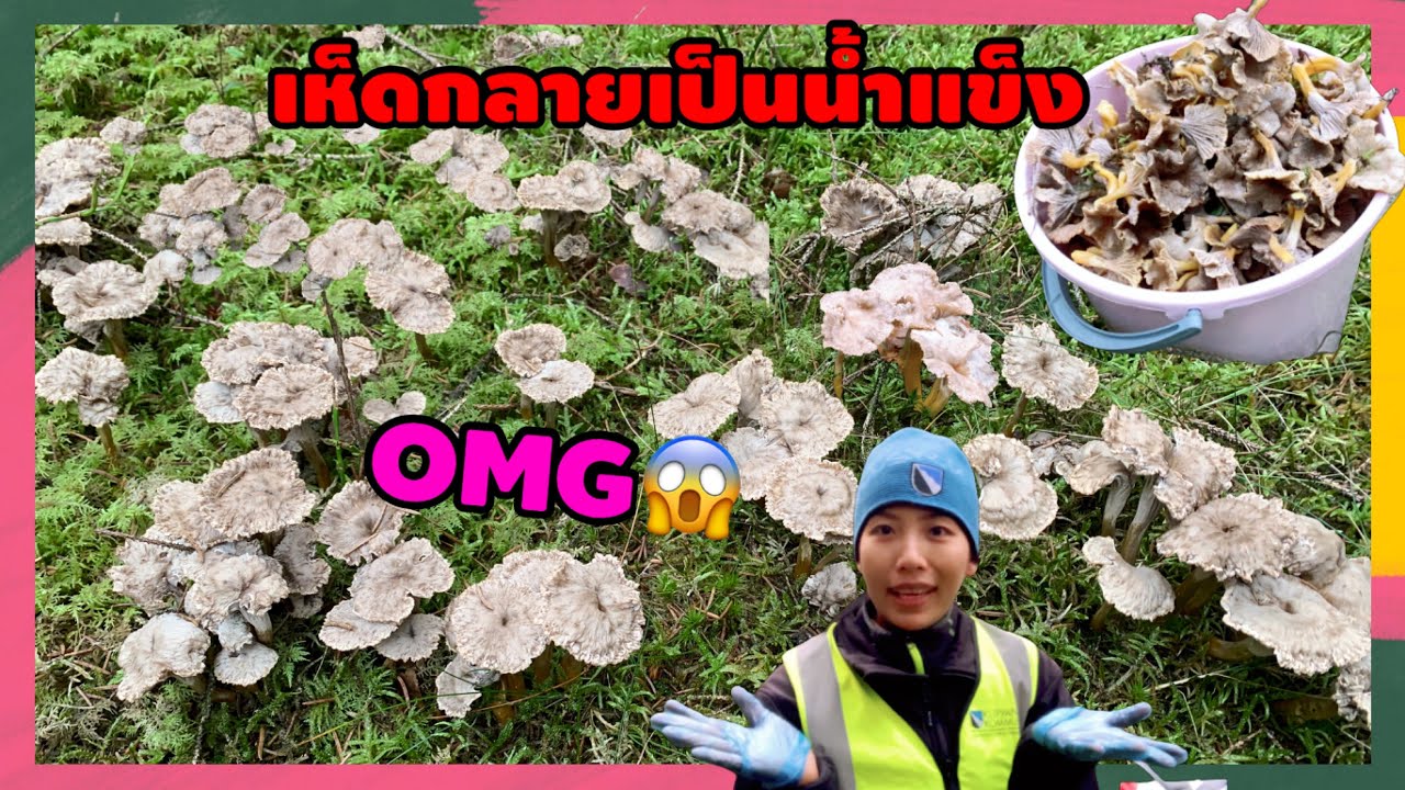 😱OMGเห็ดกลายเป็นน้ำแข็งแล้ว🥶 ครั้งแรกในชีวิตเก็บเห็ดน้ำแข็ง❄️ หิมะมาแล้ว🥶❄️☃️❄️