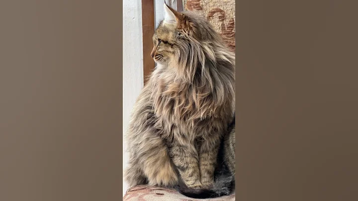 Video 1708881: cat cutecat funny, kitten cute dogs