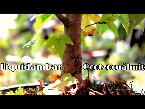 Video: Liquidambar Estic