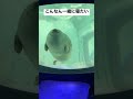 #ミゾレ #すやすや #赤ちゃん #ワモンアザラシ #海遊館