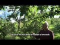 Les fermes miracle un verger commercial en permaculture de 5 acres dans le sud du qubec