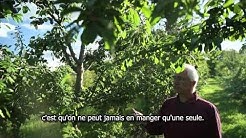 Les Fermes Miracle, un verger commercial en permaculture de 5 acres dans le sud du Québec
