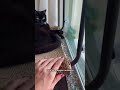 Cama suspensa e arranhador para gatos