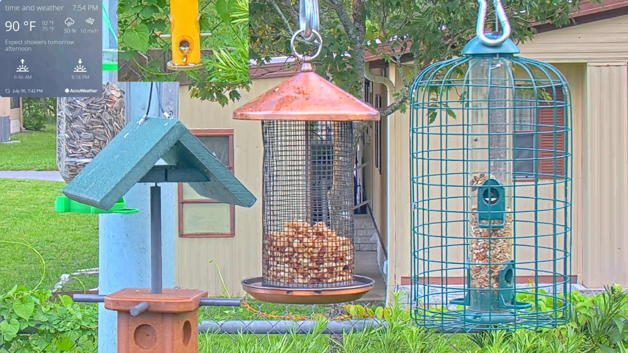 Live Bird Cam in Orlando Florida WE 07/30/2021 YouTube