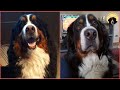 My 2 BERNESE MOUNTAIN DOGS ARE JEALOUS OF EACH OTHER! Dustin&Penny