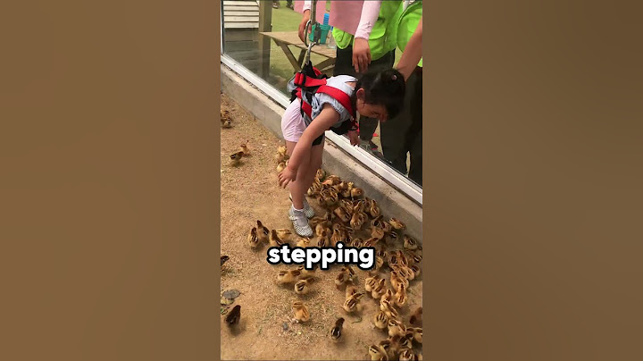 This girl adopted a baby chick 🐣👧❤️