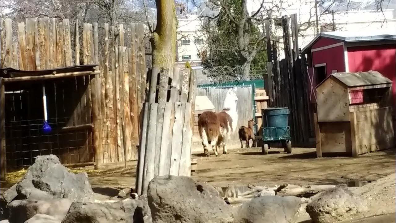 Petting zoo YouTube