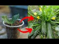 Easy way to grow &amp; germinate Squash plant from seeds | Zucchini cultivation | AR2 Garden