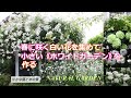 春に咲く白い花を集めて小さなホワイトガーデンを作る