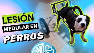 ¿CÓMO REHABILITAR LESIÓN MEDULAR EN PERROS? 🦮 - Fisioterapia VETERINARIA