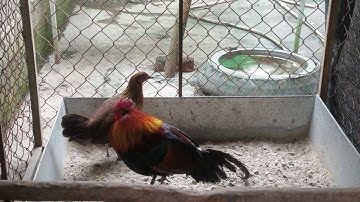 #gà_rừng_rặc cách thuần hóa gà rừng rặc bổi mới lên truồng ngoan hơn gà công nghiệp