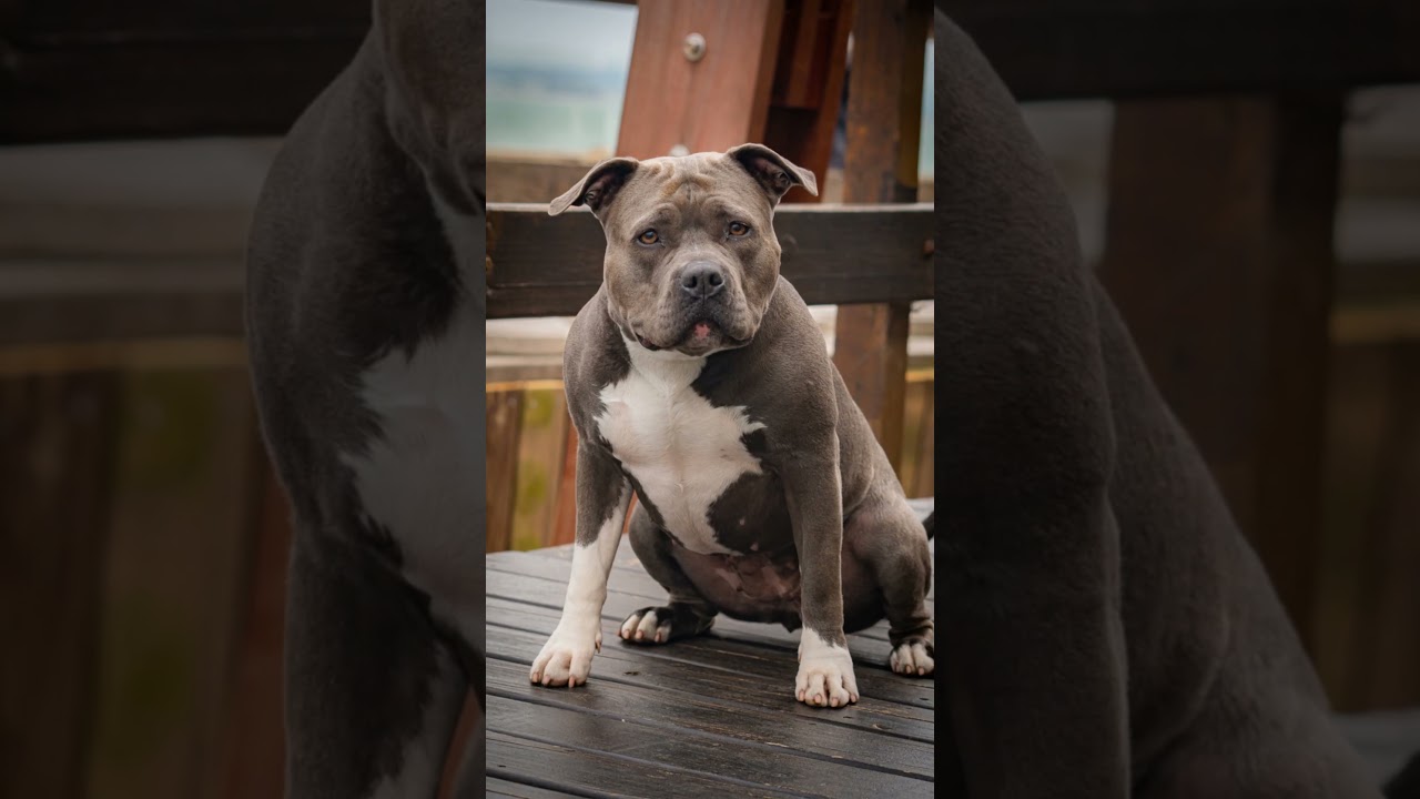 Питбули: удивительное происхождение за 60 секунд