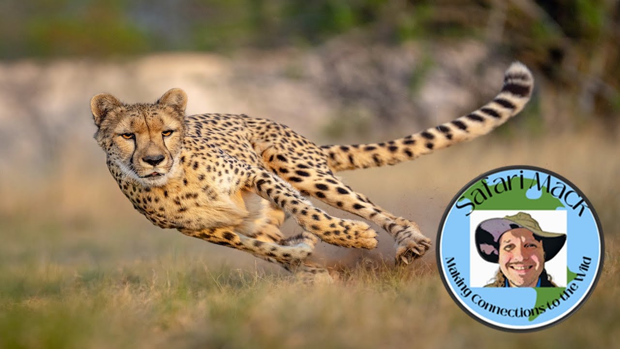 Safari Mack Returns To Africa: Cheetah Part 1 