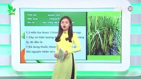 Lúa bị nhiễm bệnh thối gốc phải xử lý thế nào?