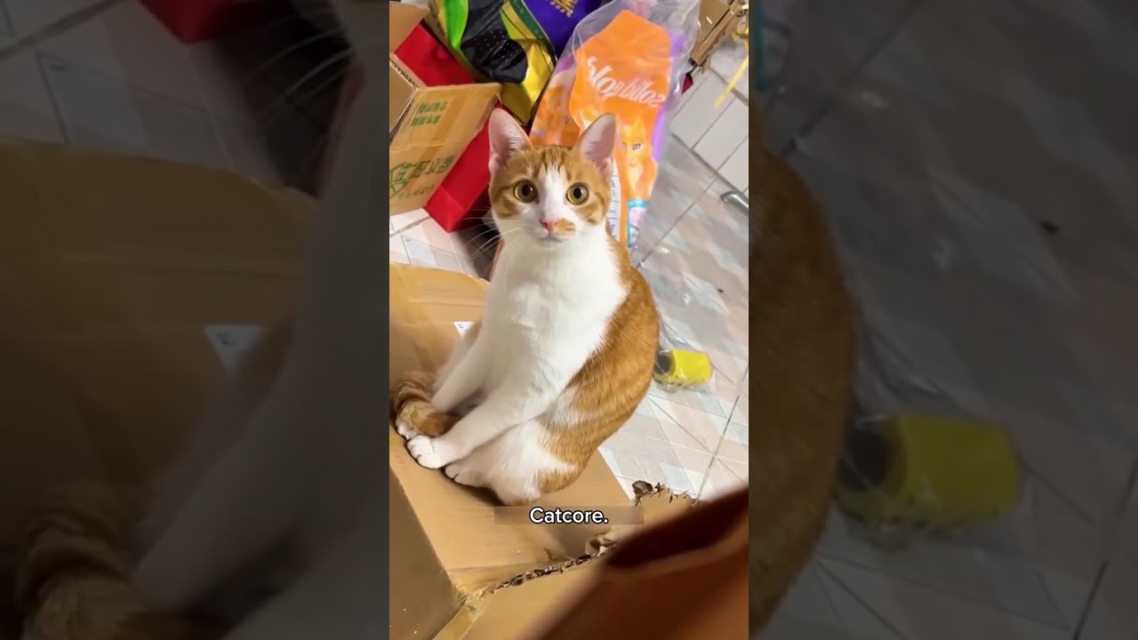 Funny CAT Moments 😂😂 episode 3746 