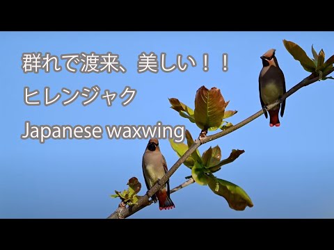 【群れで渡来、美しい！！】ヒレンジャク Japanese waxwing