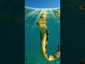 “সমুদ্রের সবচেয়ে বিষাক্ত সাপ! 🐍🌊 | Most Venomous Sea Snake Ever”