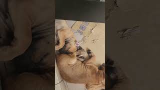 All puppies  are good  sleep by yumi ocho vlog 59 views 2 months ago 1 minute, 29 seconds