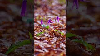 Flower season｜花の季節