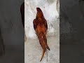 Pila pila aseel|#yuotubeshorts #aseelmurga #rooster #adaseel