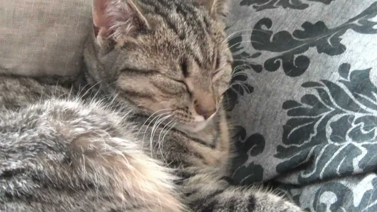 AyaAnny Cats video - 18