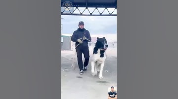 Unstoppable Alabai – The Fearless Guardian in Action!