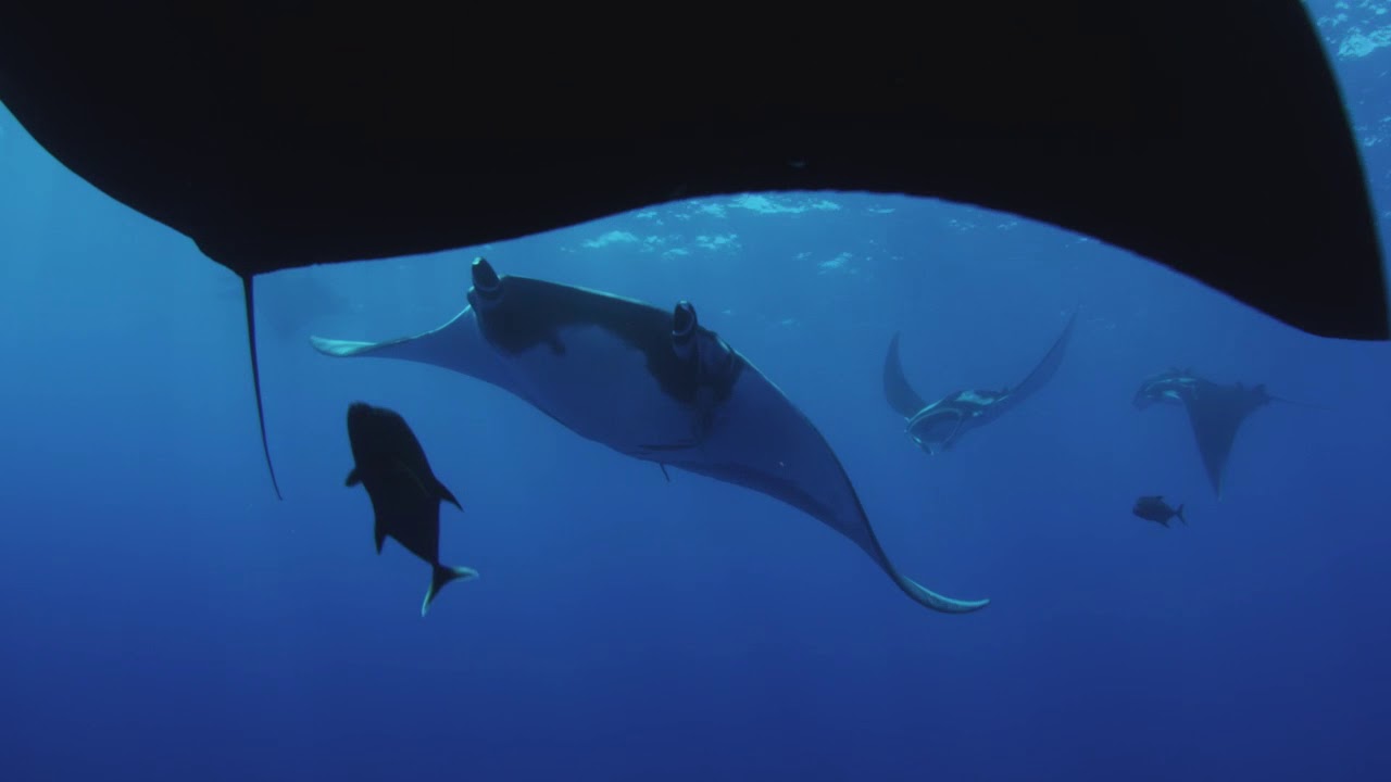 Rocio del Mar Liveaboard Dive Boat - Giant Manta Rays at the Boiler at San Benedicto Island
