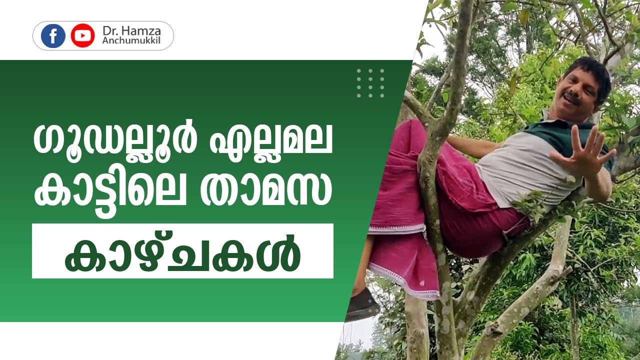 ഗൂഡല്ലൂർ എല്ലമല കാട്ടിലെ താമസ കാഴ്ചകൾ