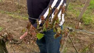 Štete Uzrokovane Mrazom Gotovo 39 Milijuna Kuna