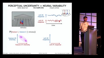 Mate Lengyel - Sampling: coding, dynamics, and computation in the cortex (Cosyne 2018)