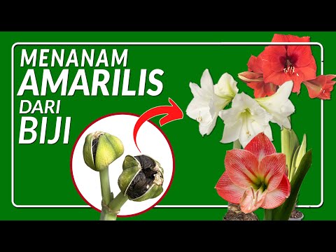 Video: Polong Biji Bunga Bakung - Cara Perbanyakan Bunga Bakung Dari Biji