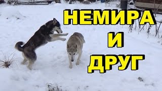 К хаски Немире пришел друг К хаски Немире пришел друг