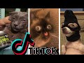 Funniest TikTok Dogs And Cats 52 Try Not To Laugh With TikTok Animals 2020 OnPets Sparkle