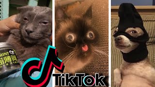 Anjing dan Kucing TikTok Terlucu #52 - Cobalah untuk Tidak Tertawa Bersama Hewan TikTok 2020 | Kilauan OnPets