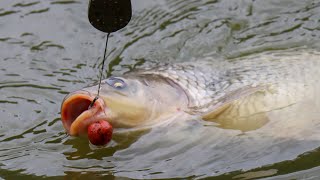 видео: Flat Feeder | Крупные насадки и огромные рыбы! | В погоне за осенним трофеем. Часть 1 картинка: Flat Feeder | Крупные насадки и огромные рыбы! | В погоне за осенним трофеем. Часть 1