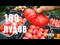 Помидоры 2021. Урожайные сорта помидор(томатов) грушевидной формы часть 3.