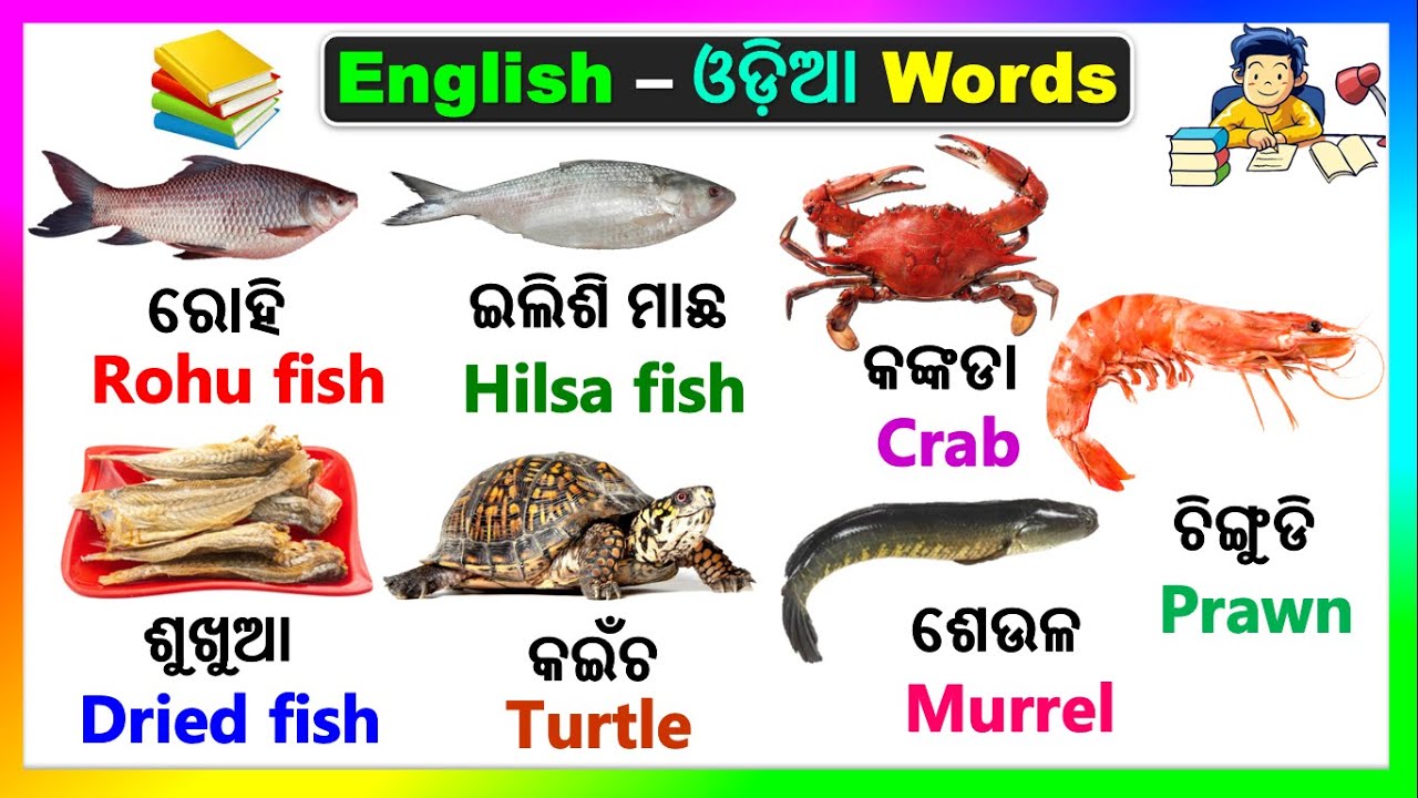 English Odia Words Word Book English Odia Dictionary Basic Word english-odia-words-word-book-english-odia-dictionary-basic-word