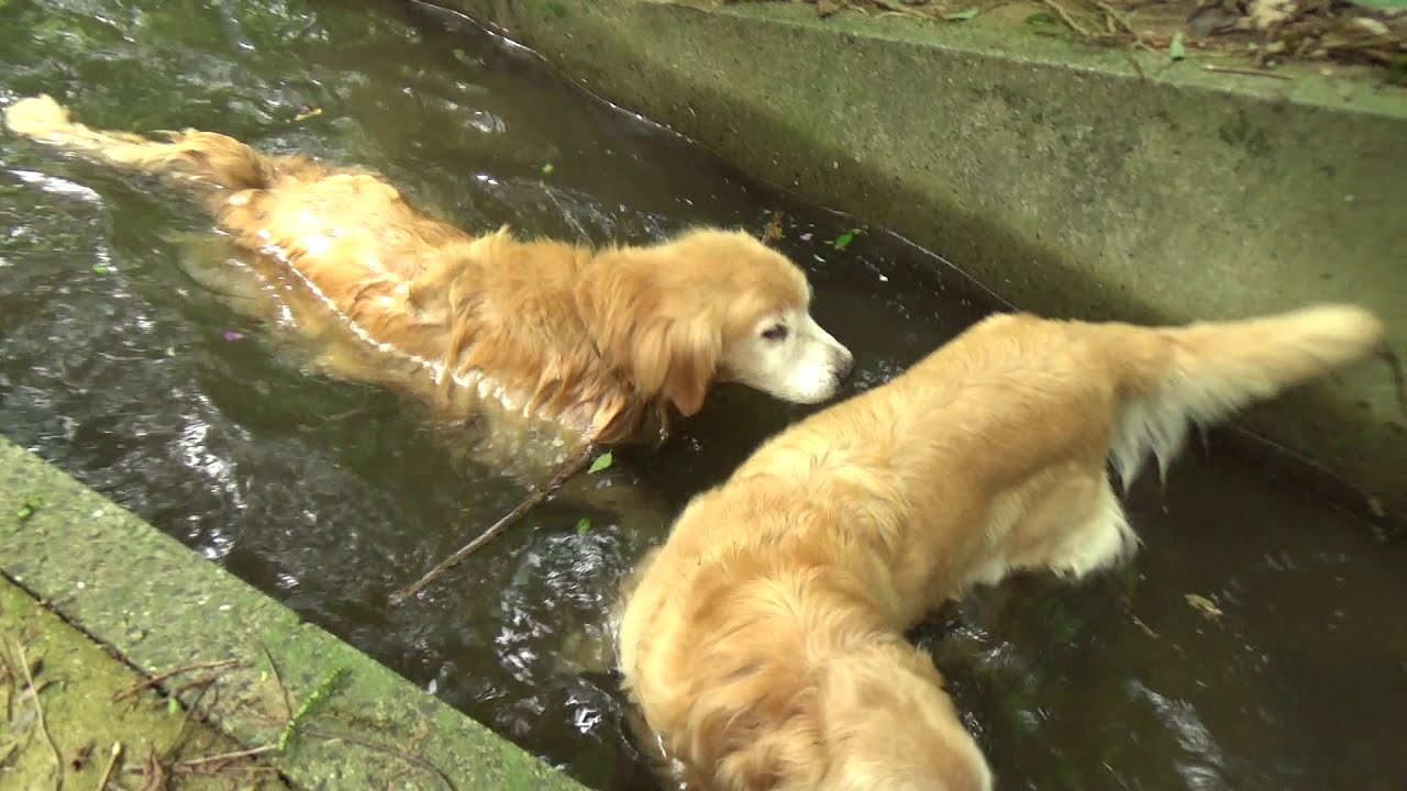 癒し動画 うさぎ Golden retriever swims in a pool (waterway) in the back of the forest
