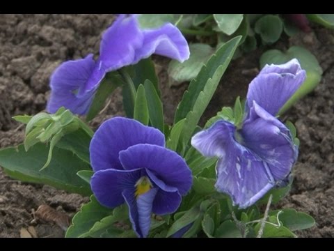 Храм в цветах